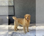 Small Photo #7 Golden Retriever Puppy For Sale in BYERS, CO, USA