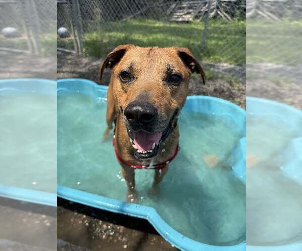 Medium Photo #5 Mutt Puppy For Sale in Elmsford, NY, USA