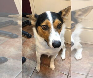 Australian Shepherd-Unknown Mix Dogs for adoption in Amarillo, TX, USA