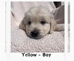 Small Photo #5 English Cream Golden Retriever Puppy For Sale in SPANISH FORK, UT, USA