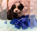 Small Photo #5 Aussiedoodle Miniature  Puppy For Sale in TRAFALGAR, IN, USA