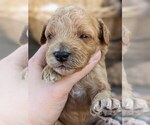 Puppy Dusty Cock-A-Poo-Poodle (Miniature) Mix