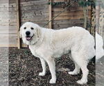 Small #3 Great Pyrenees