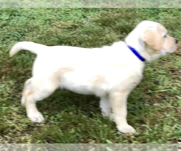 Medium Photo #8 Labrador Retriever Puppy For Sale in NORWALK, CT, USA