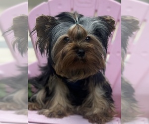 Yorkshire Terrier Puppy for Sale in CORAL SPRINGS, Florida USA