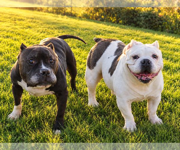 Medium Photo #3 American Pit Bull Terrier-Unknown Mix Puppy For Sale in Caldwell, NJ, USA