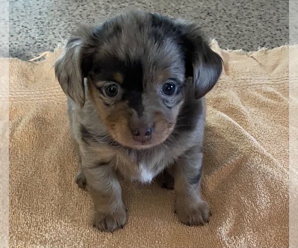 Medium Photo #3 Chiweenie Puppy For Sale in ECHO, AL, USA