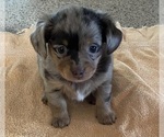 Small Photo #3 Chiweenie Puppy For Sale in ECHO, AL, USA