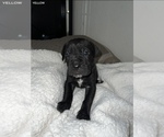 Small Photo #8 Cane Corso Puppy For Sale in TRACY, CA, USA