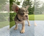 Puppy Lizzy French Bulldog