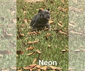French Bulldog Puppy for sale in DICKSON, TN, USA