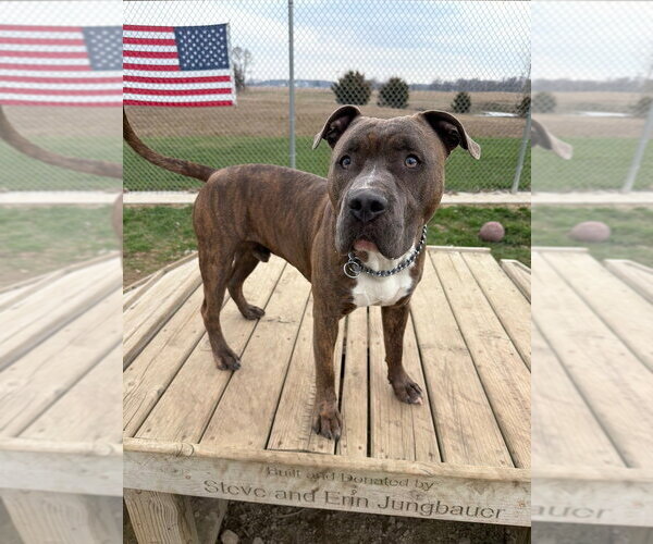 Medium Photo #2 American Staffordshire Terrier Puppy For Sale in Pierceton , IN, USA