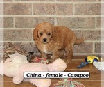 Small #1 Cavapoo