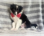 Small Photo #3 Border Collie Puppy For Sale in LAKELAND, FL, USA