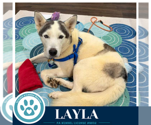 Siberian Husky Dogs for adoption in Kimberton, PA, USA