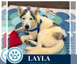 Layla 102426 - Female Siberian Husky Dog for Adoption - Small photo