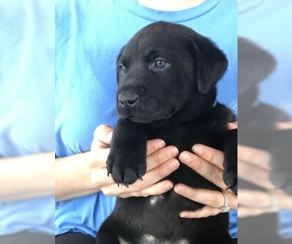 Medium Photo #3 Labrador Retriever Puppy For Sale in GADSDEN, AL, USA