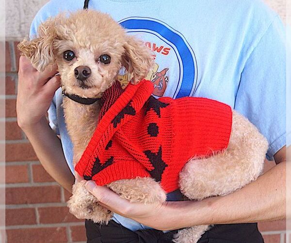 Medium Photo #1 Poodle (Toy) Puppy For Sale in Carrollton, TX, USA