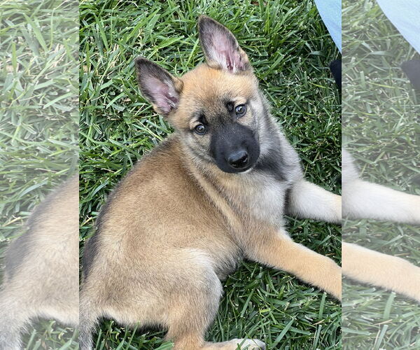 Medium Photo #1 German Shepherd Dog-Unknown Mix Puppy For Sale in Dana Point, CA, USA