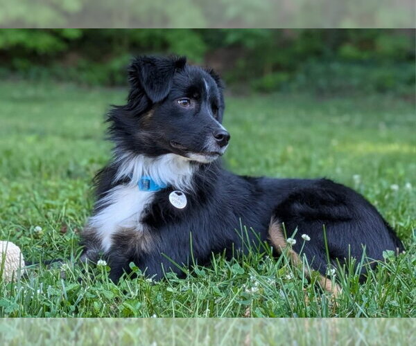 Medium Photo #1 Australian Shepherd-Unknown Mix Puppy For Sale in Fairfax, VA, USA