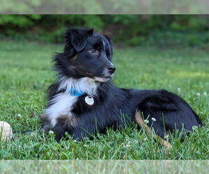 Australian Shepherd-Unknown Mix Dogs for adoption in Fairfax, VA, USA