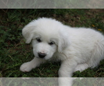Small Photo #3 Great Pyrenees Puppy For Sale in BROOKSTON, MN, USA