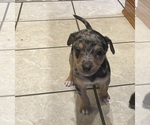 Small Photo #26 Doberman Pinscher-Greyhound Mix Puppy For Sale in CANAL WINCHESTER, OH, USA