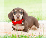 Small #2 Dachshund