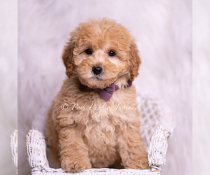 Medium Goldendoodle (Miniature)