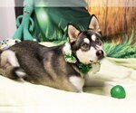 Small Photo #2 Siberian Husky Puppy For Sale in Placerville, CA, USA