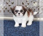 Small #1 Shih Tzu
