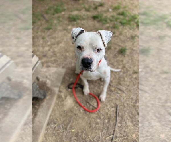 Medium Photo #2 American Staffordshire Terrier-Eurasier Mix Puppy For Sale in Front Royal, VA, USA