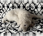 Small Photo #2 Goldendoodle-Poodle (Standard) Mix Puppy For Sale in FREDERICKTOWN, MO, USA
