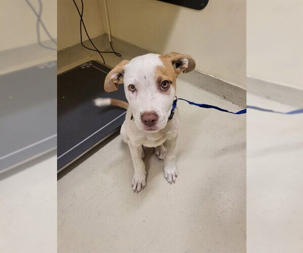 Medium Photo #1 American Pit Bull Terrier-German Shepherd Dog Mix Puppy For Sale in Fremont, CA, USA