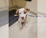 Small American Pit Bull Terrier-German Shepherd Dog Mix