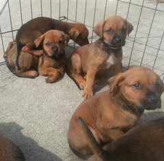 Boxweiler Puppy for sale in KNOX, IN, USA