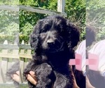 Small Photo #12 Goldendoodle Puppy For Sale in SAVANNA, IL, USA