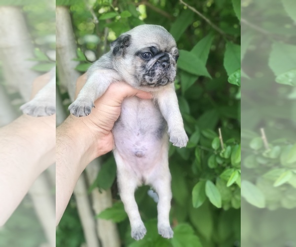Medium Photo #5 Pug Puppy For Sale in DEARBORN HEIGHTS, MI, USA