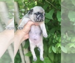 Small Photo #5 Pug Puppy For Sale in DEARBORN HEIGHTS, MI, USA