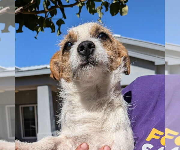 Medium Photo #4 Mutt Puppy For Sale in Vail, AZ, USA