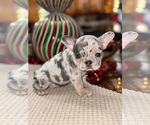 Small Photo #5 French Bulldog Puppy For Sale in HILTON, NY, USA