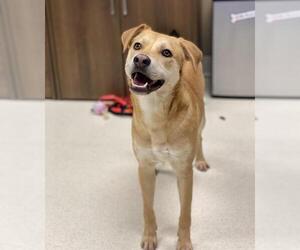 Labrador Retriever Dogs for adoption in Conroe, TX, USA