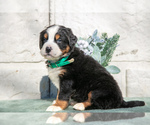 Small #1 Bernese Mountain Dog