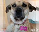 Small #2 Labrador Retriever Mix