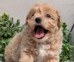 Small Photo #22 Maltipoo Puppy For Sale in GOSHEN, IN, USA