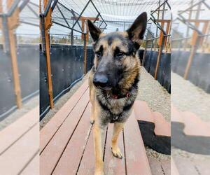 German Shepherd Dog-Unknown Mix Dogs for adoption in Frisco, CO, USA