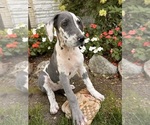 Small #2 Great Dane