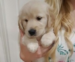 Small Photo #5 Golden Retriever Puppy For Sale in GANADO, TX, USA