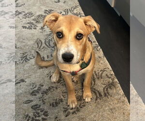Sheprador Dogs for adoption in Bellevue, WA, USA