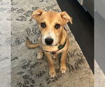 Small Sheprador